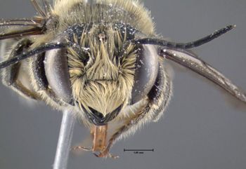 Media type: image;   Entomology 610891 Aspect: head frontal view